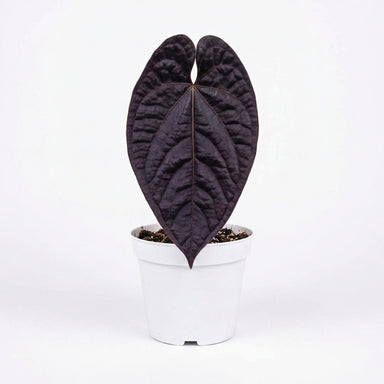 is anthurium an aroid Anthurium Black Magic