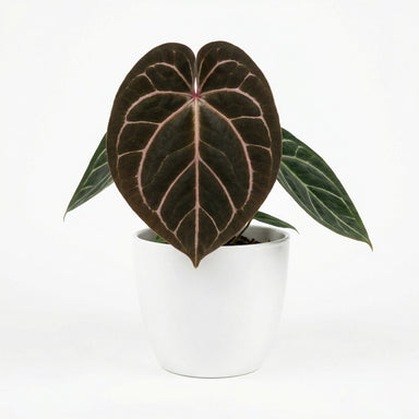 その他観葉植物 Anthurium 'King of Spades' Anthurium King of spades(KOS) × Papillilaminum(Fort Sherman