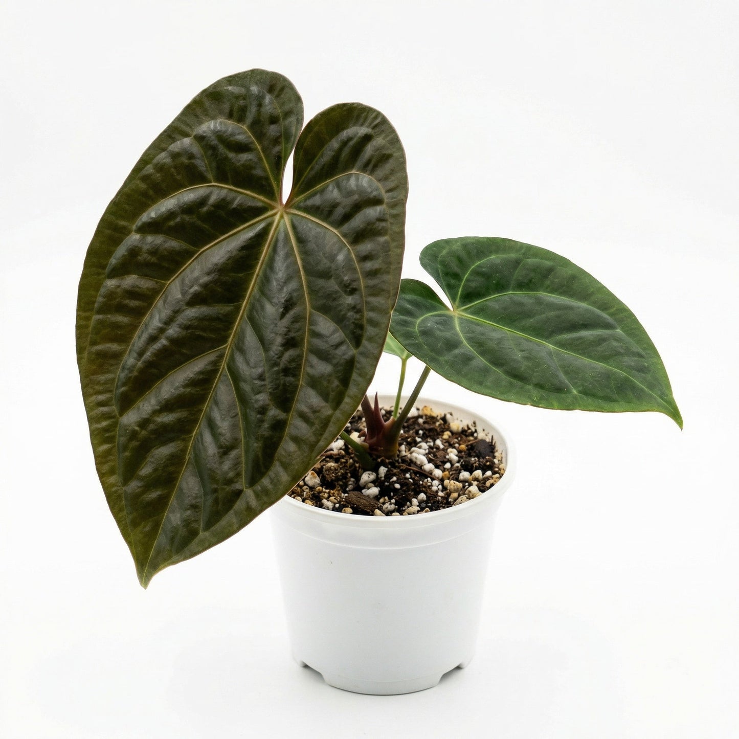 Anthurium Magnificum X Ace Of Spades - Preorder Details
