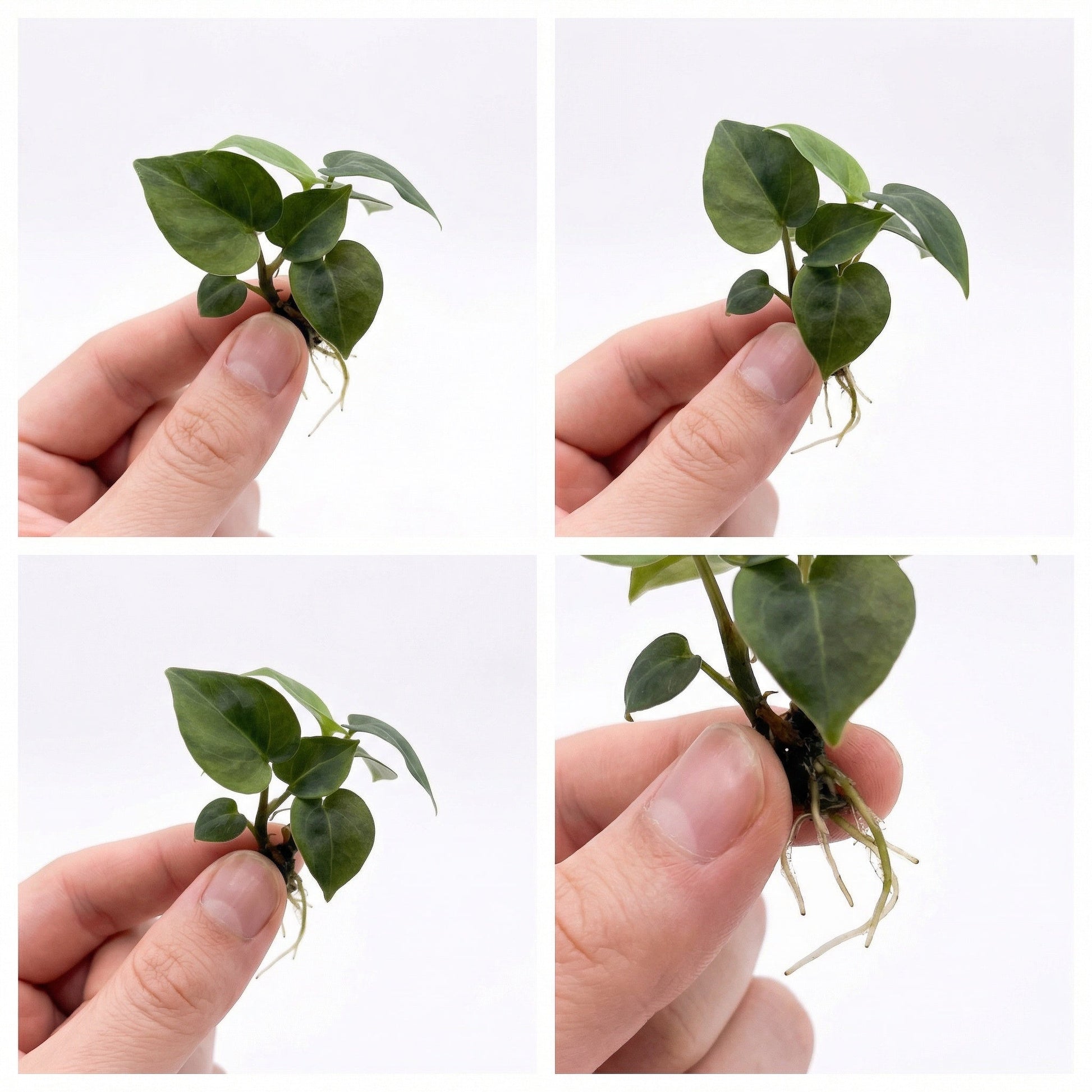 Anthurium Crystallinum Variegata