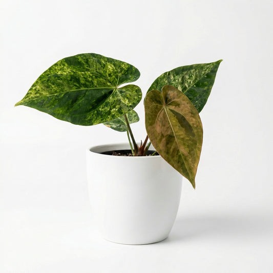 Variegated Anthurium Dark Phoenix plant 