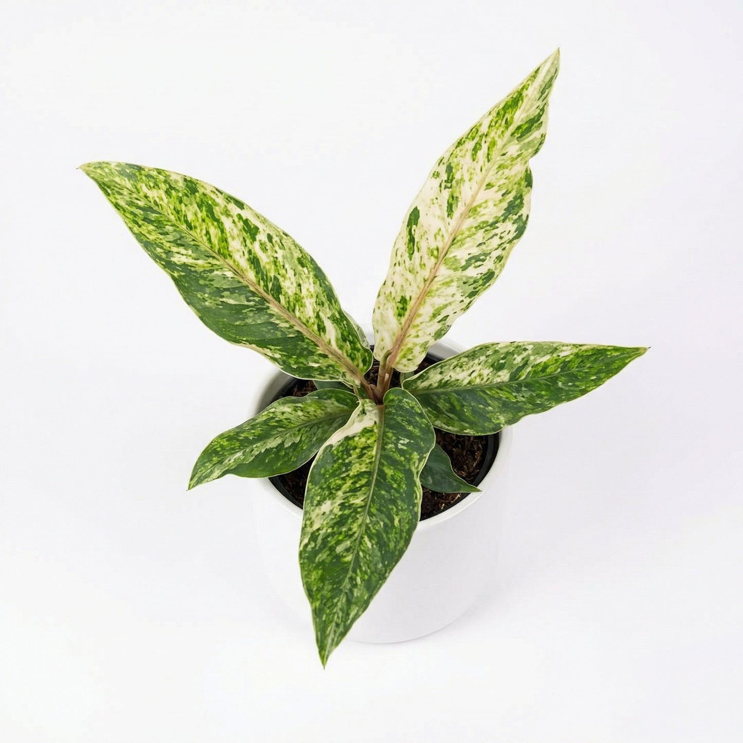 Anthurium Hookeri Albo Pink - Preorder for Tropical Plant Lovers