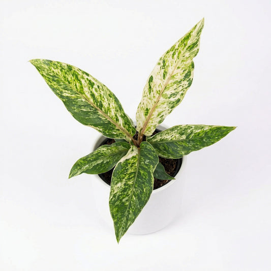 Anthurium Hookeri Albo Pink - Preorder for Tropical Plant Lovers