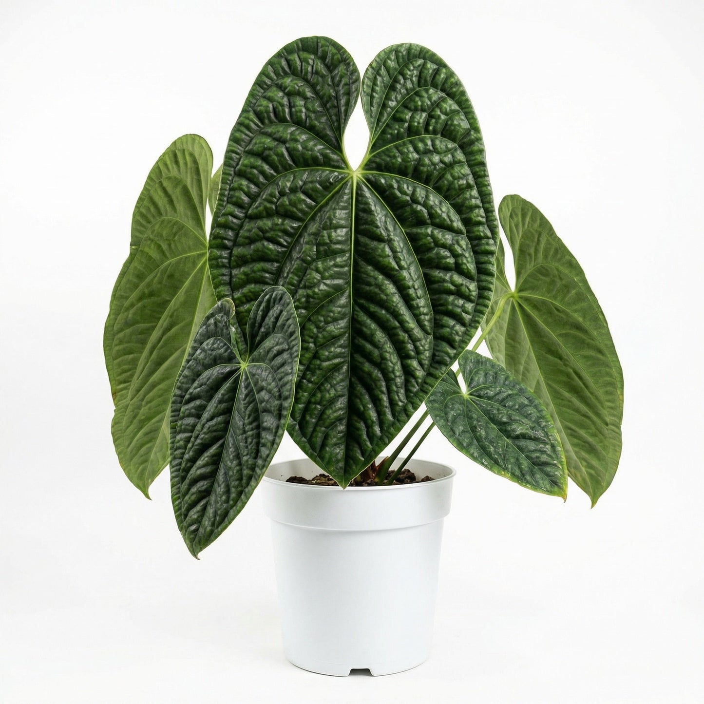 Exotic tropical Anthurium luxurians plant 