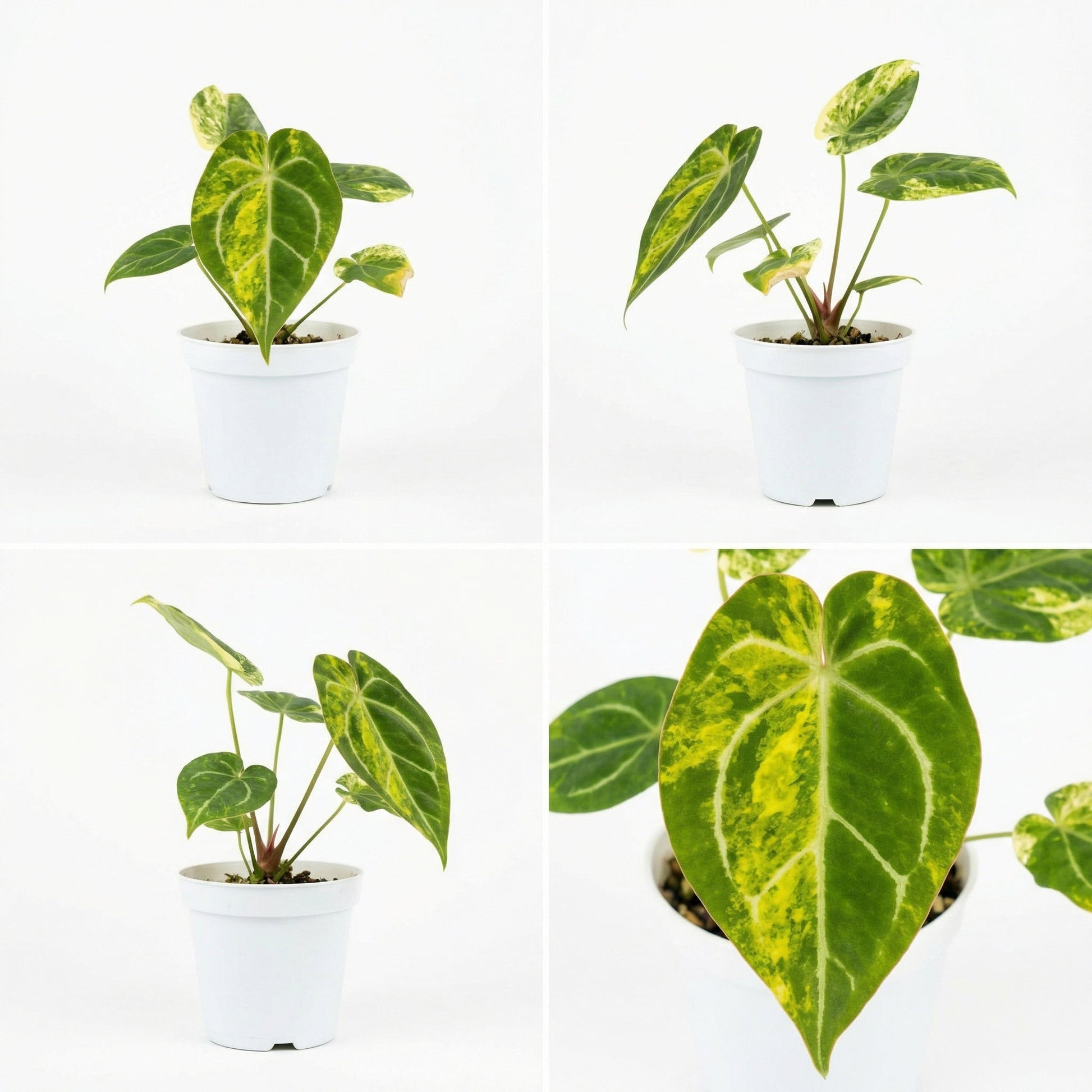 Anthurium Magnificum Variegata