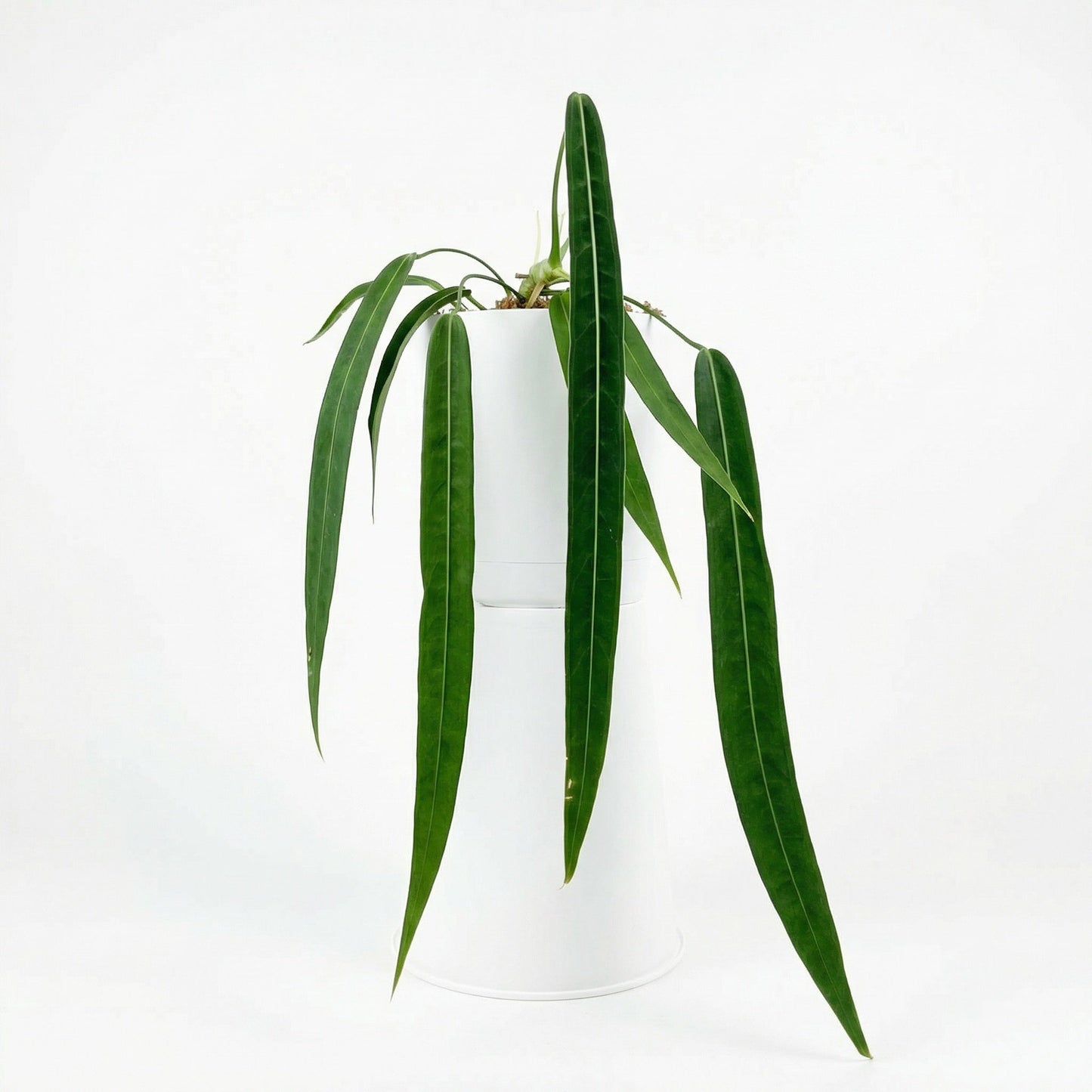 Anthurium Pallidiflorum