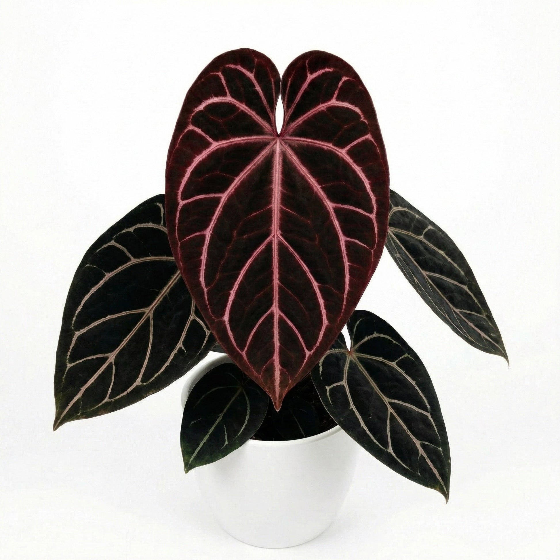 Anthurium Red Crystallinum tropical plant