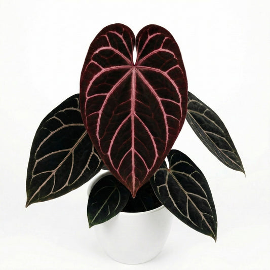 Anthurium Red Crystallinum - Preorder