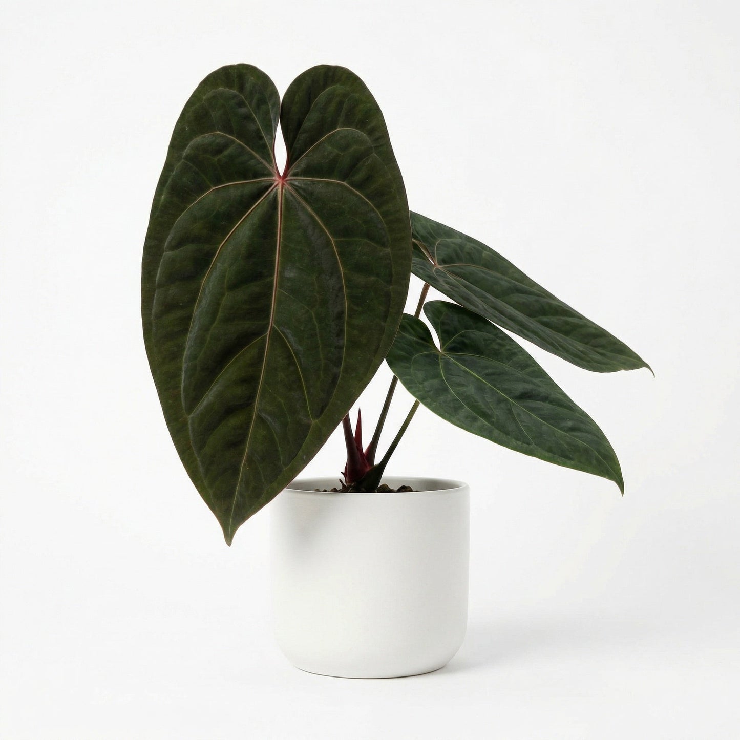 Anthurium Sp. Napo X Anthurium Red Vein x Dark Phoenix Preorder