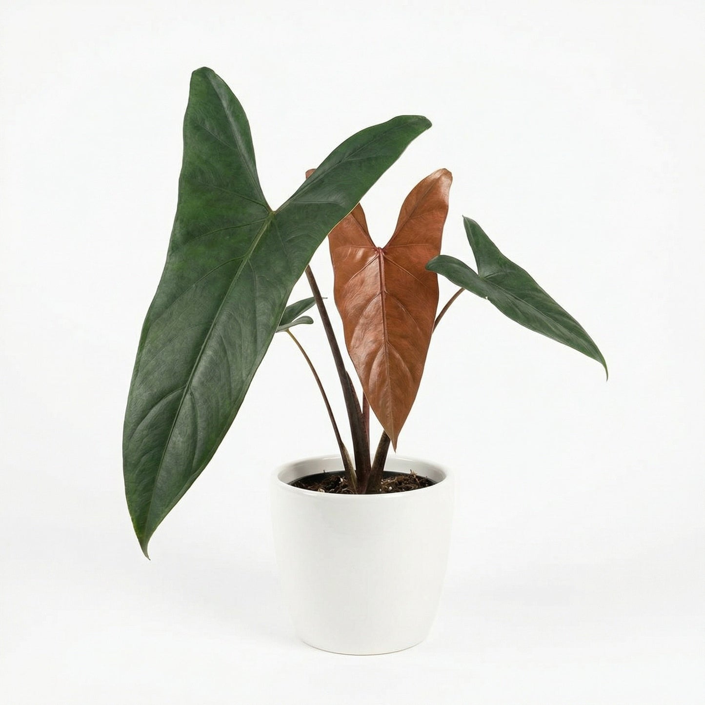 Anthurium sp. Napo - Preorder