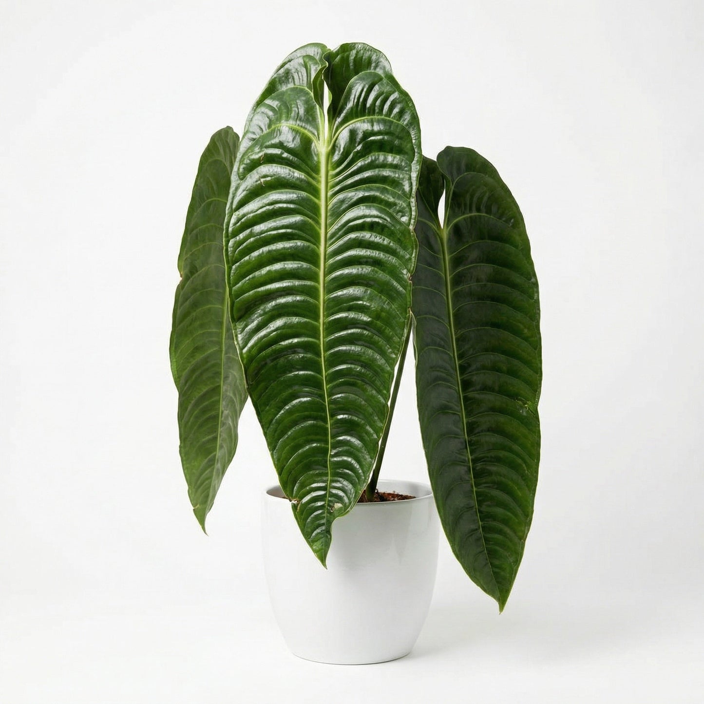 Anthurium veitchii - Preorder