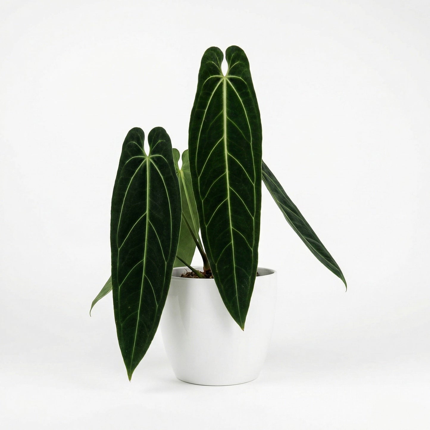 Anthurium warocqueanum Dark Form