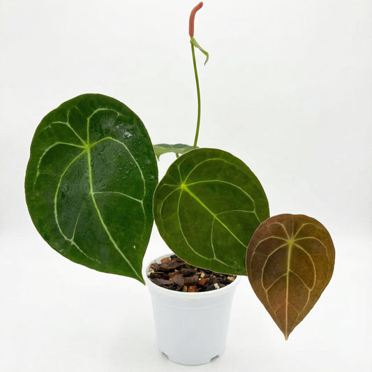 Anthurium forgetii - Preorder