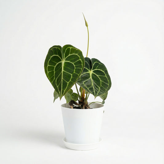 Anthurium King of Clarinervium - Preorder