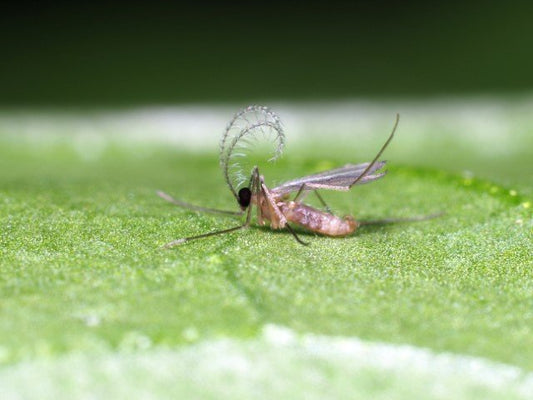Aphid parasitic wasp and gall midge