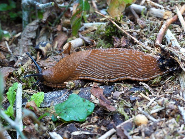 Slug control (Ferramol)