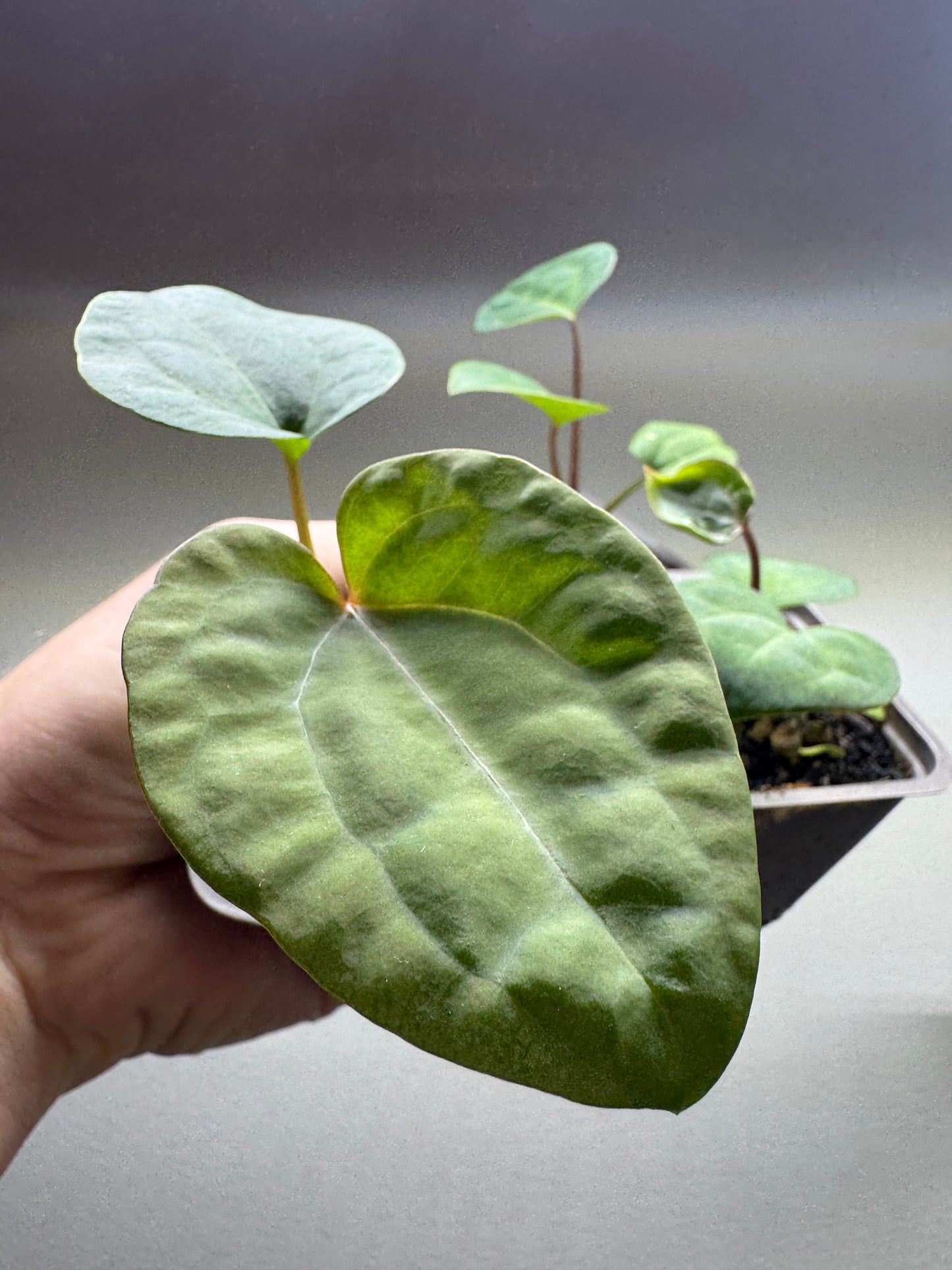 Anthurium ’ACE OF SPADES’