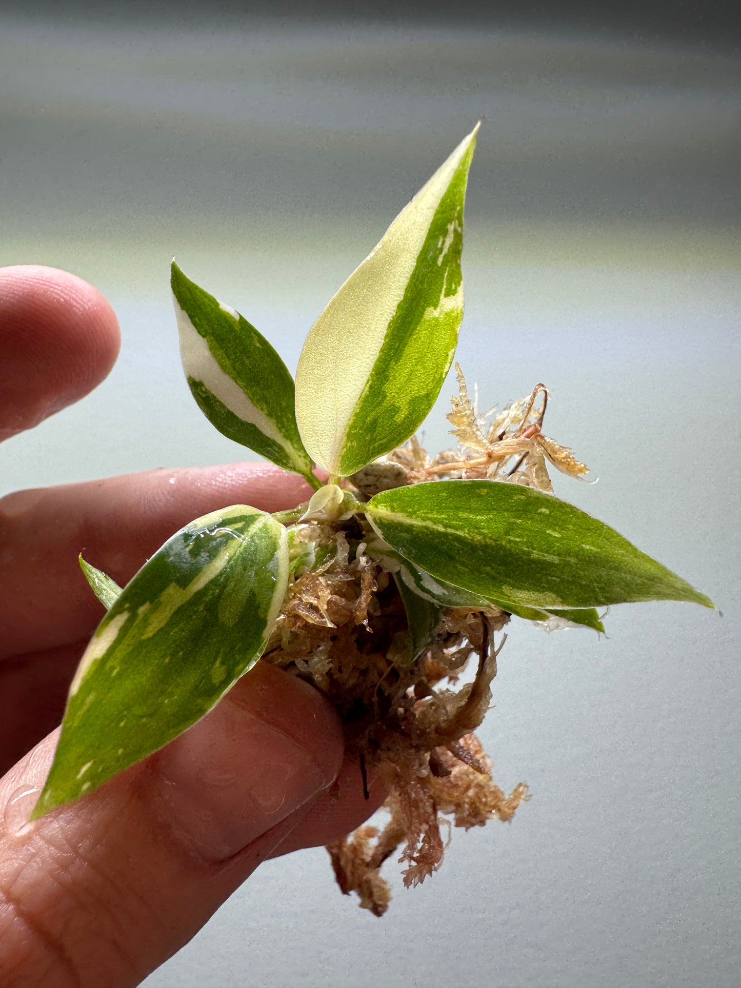 1x Baby Philodendron Gloriosum Tricolor