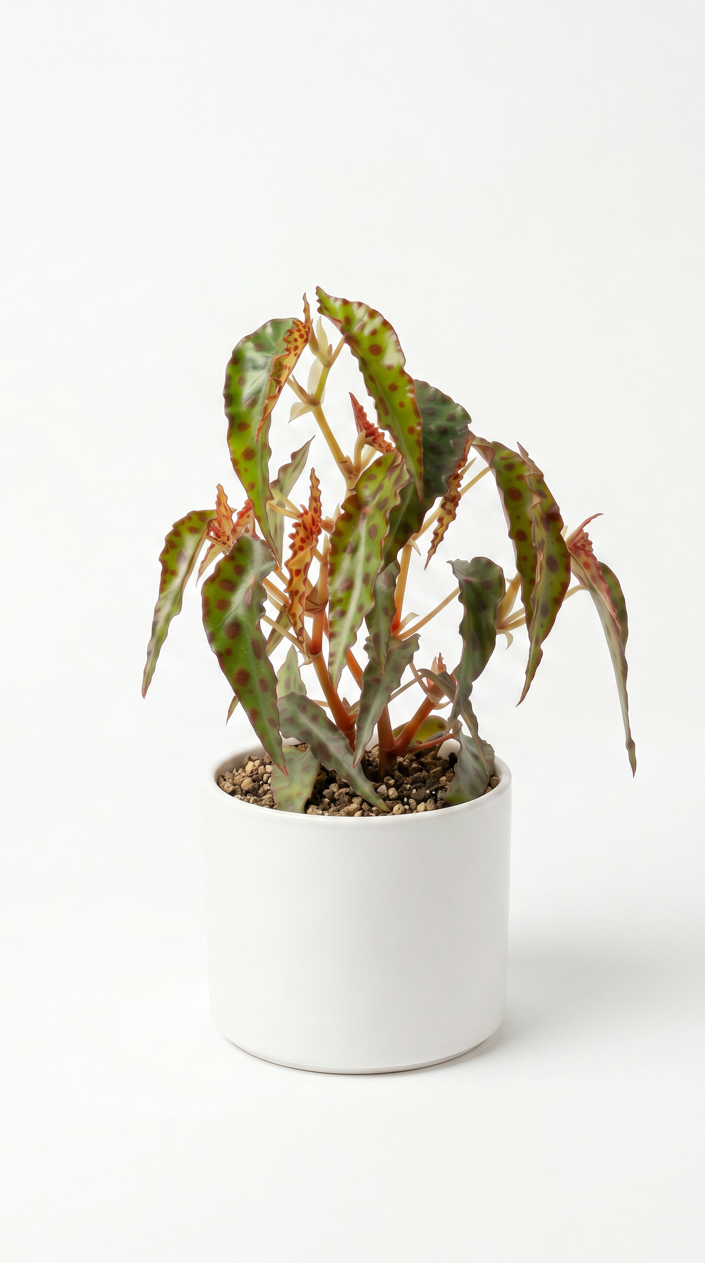 Begonia amphioxus