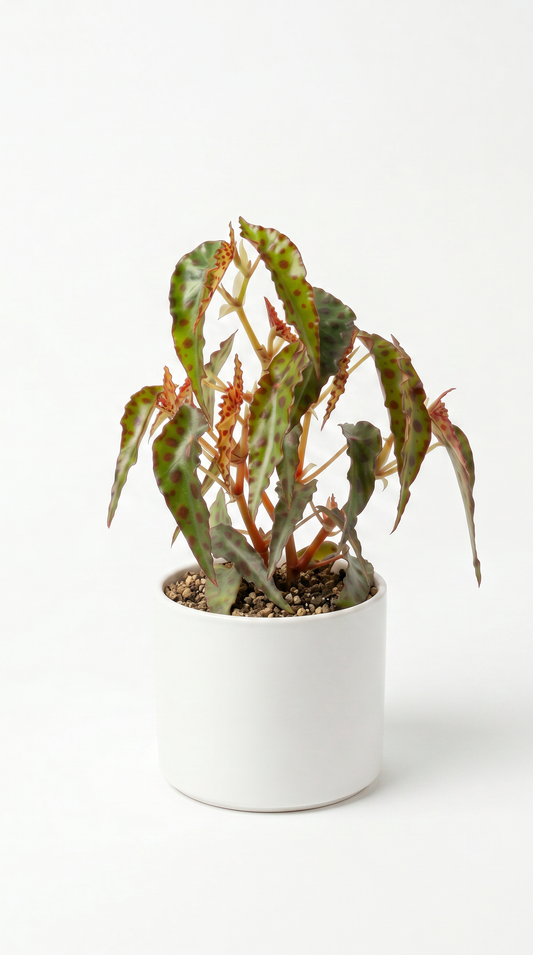 Begonia amphioxus