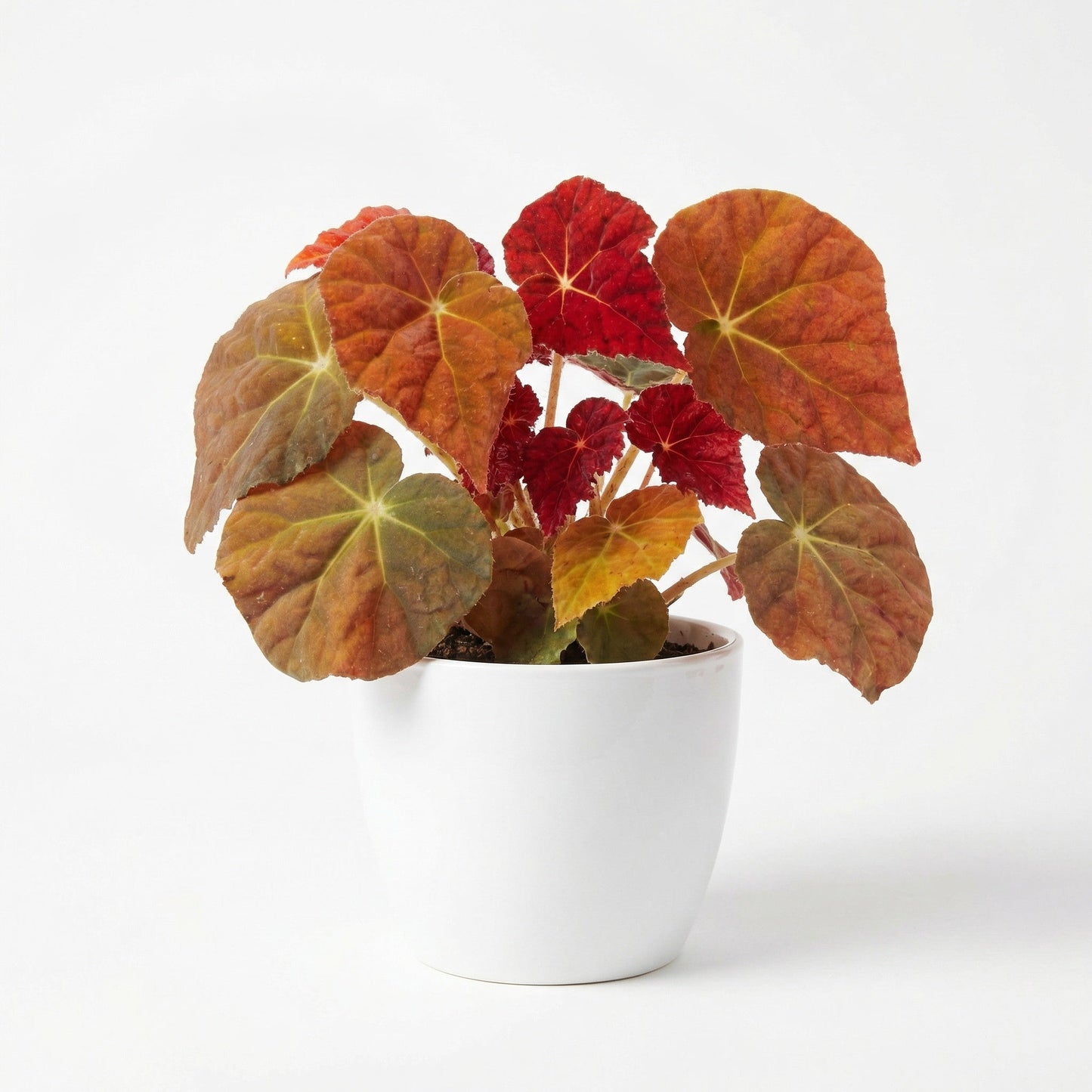 Begonia Autumn Ember