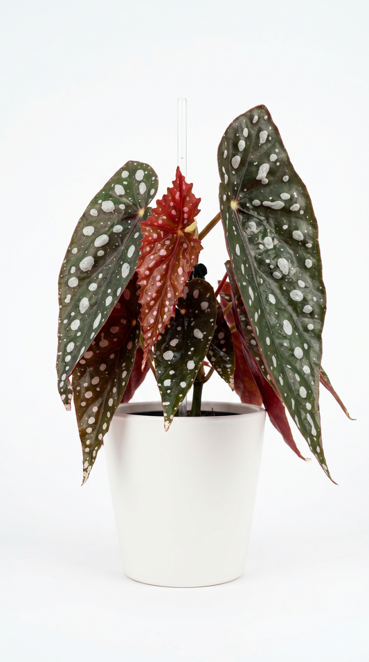 Begonia Sierra Mountain King