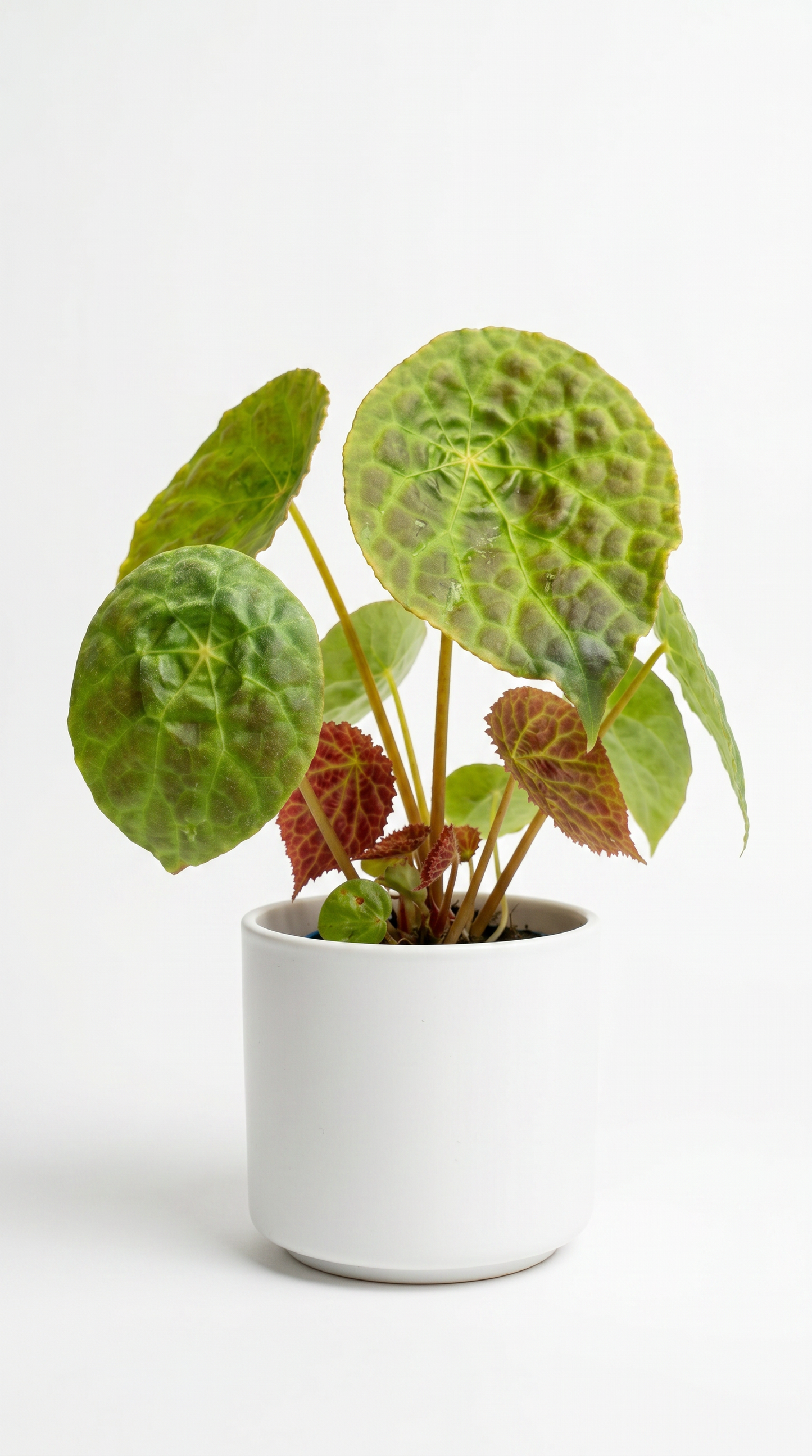 Begonia phutoensis