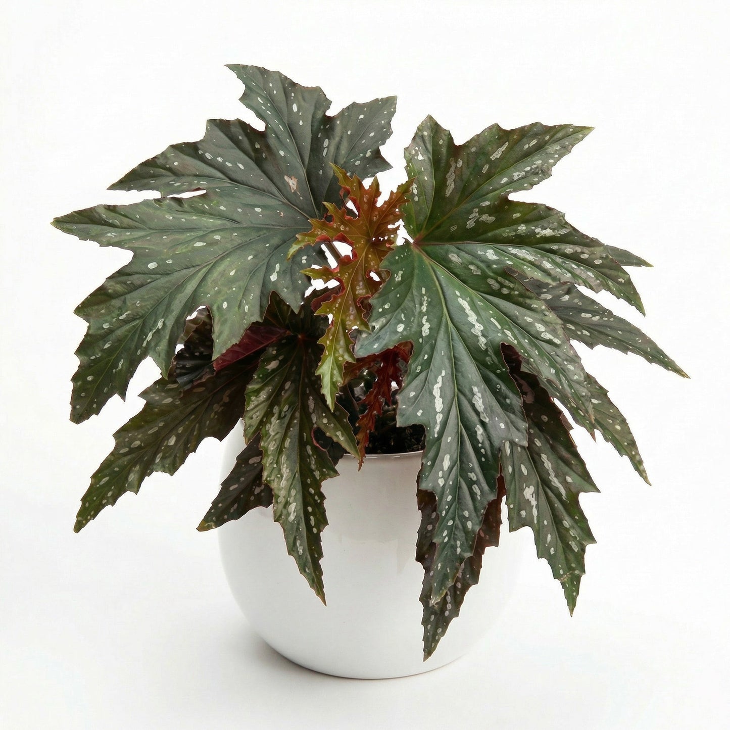 Begonia Sophie Cecile