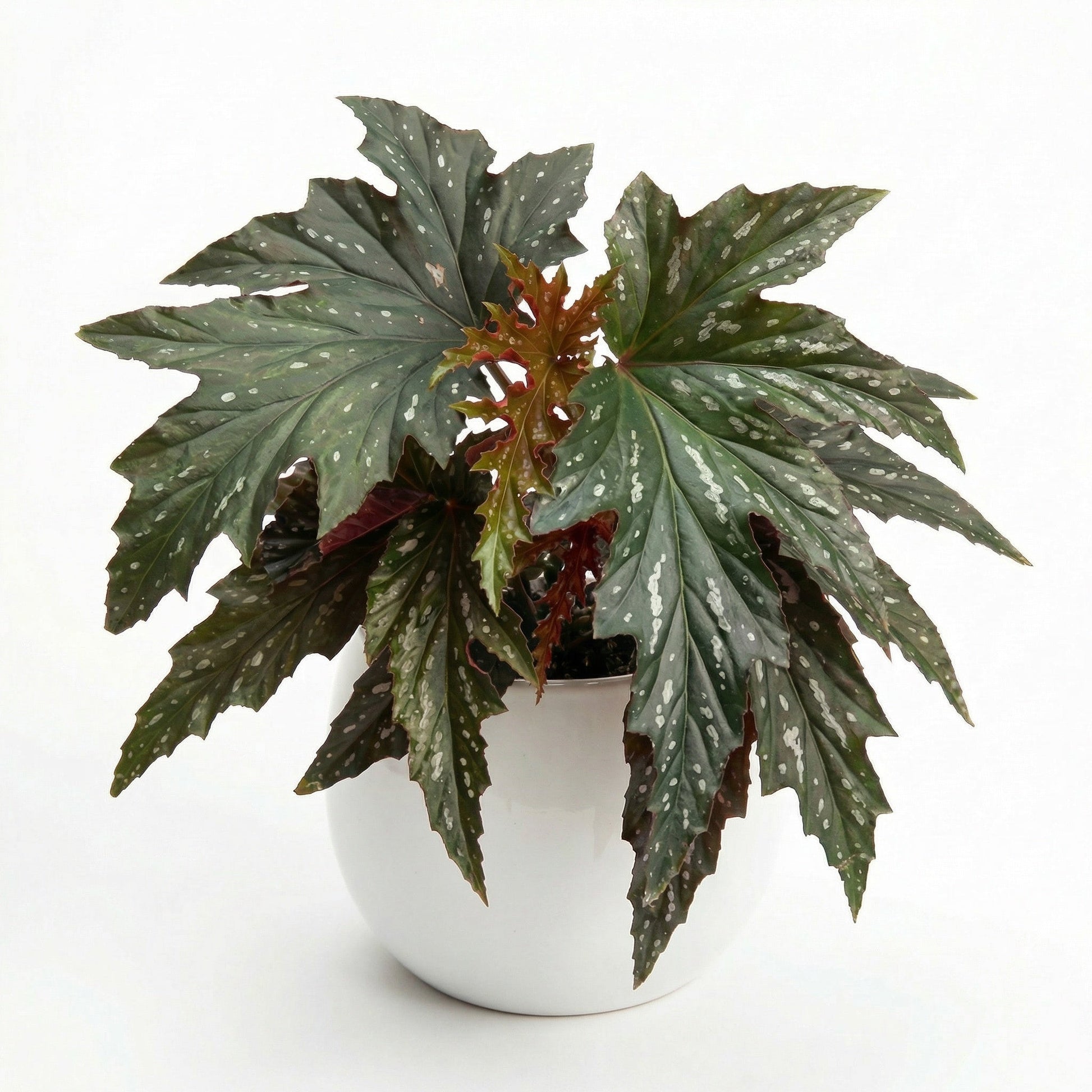 Begonia Sophie Cecile