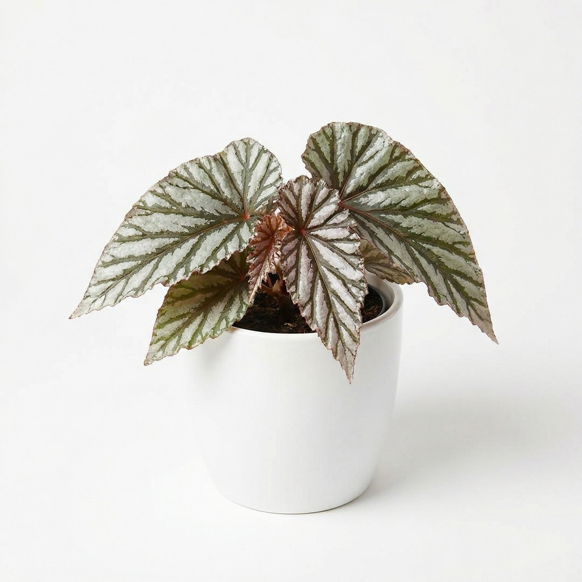 Begonia Downhome