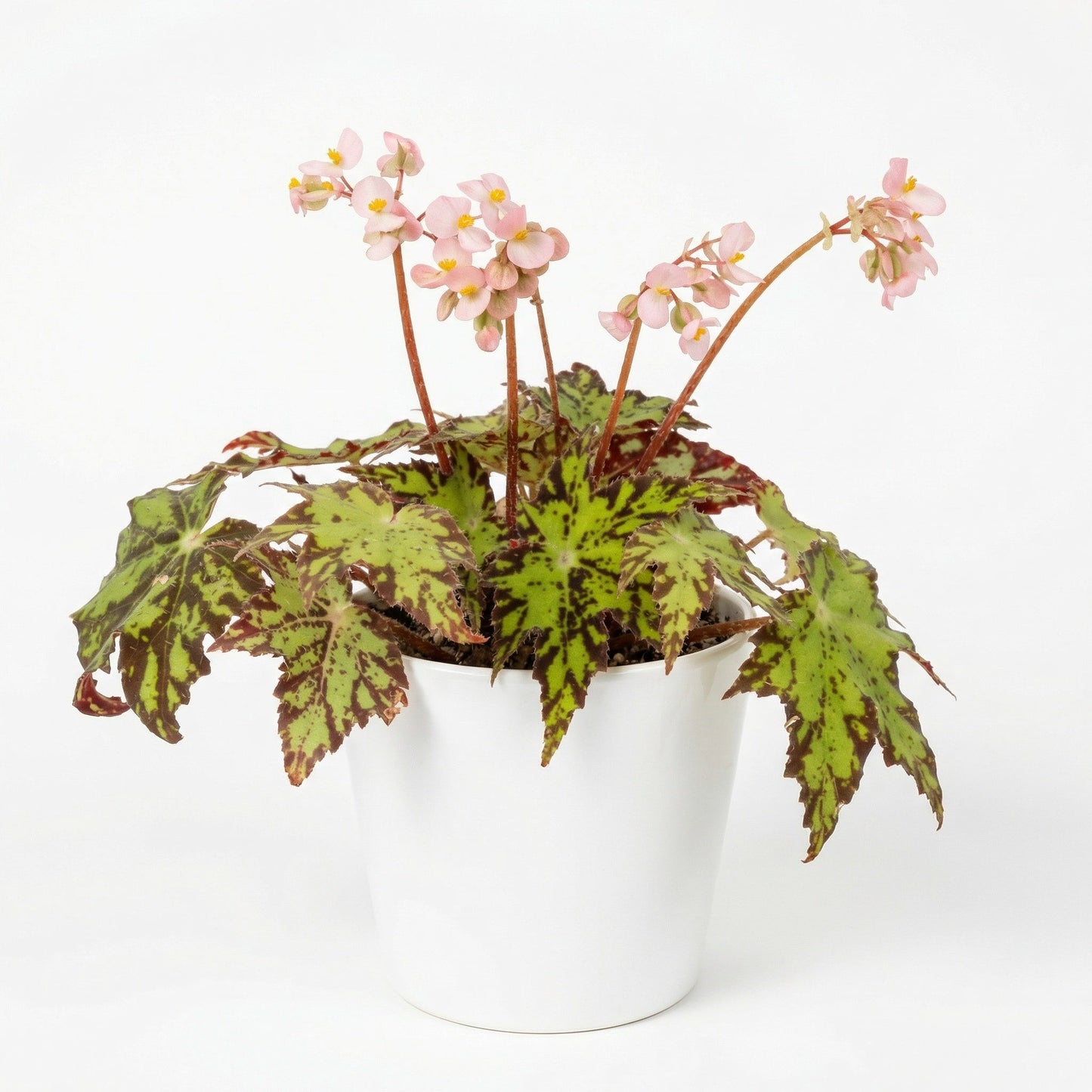 Begonia Geometry