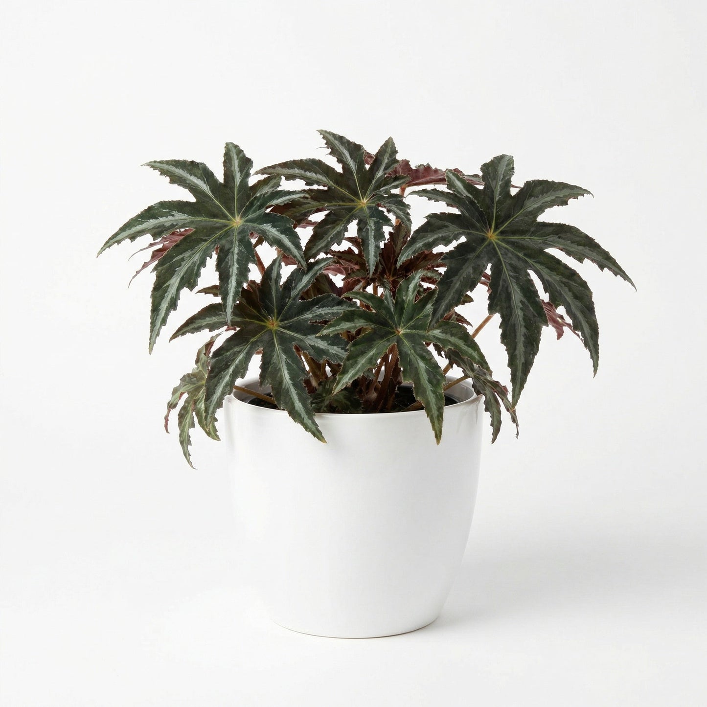 Begonia Heracleifolia