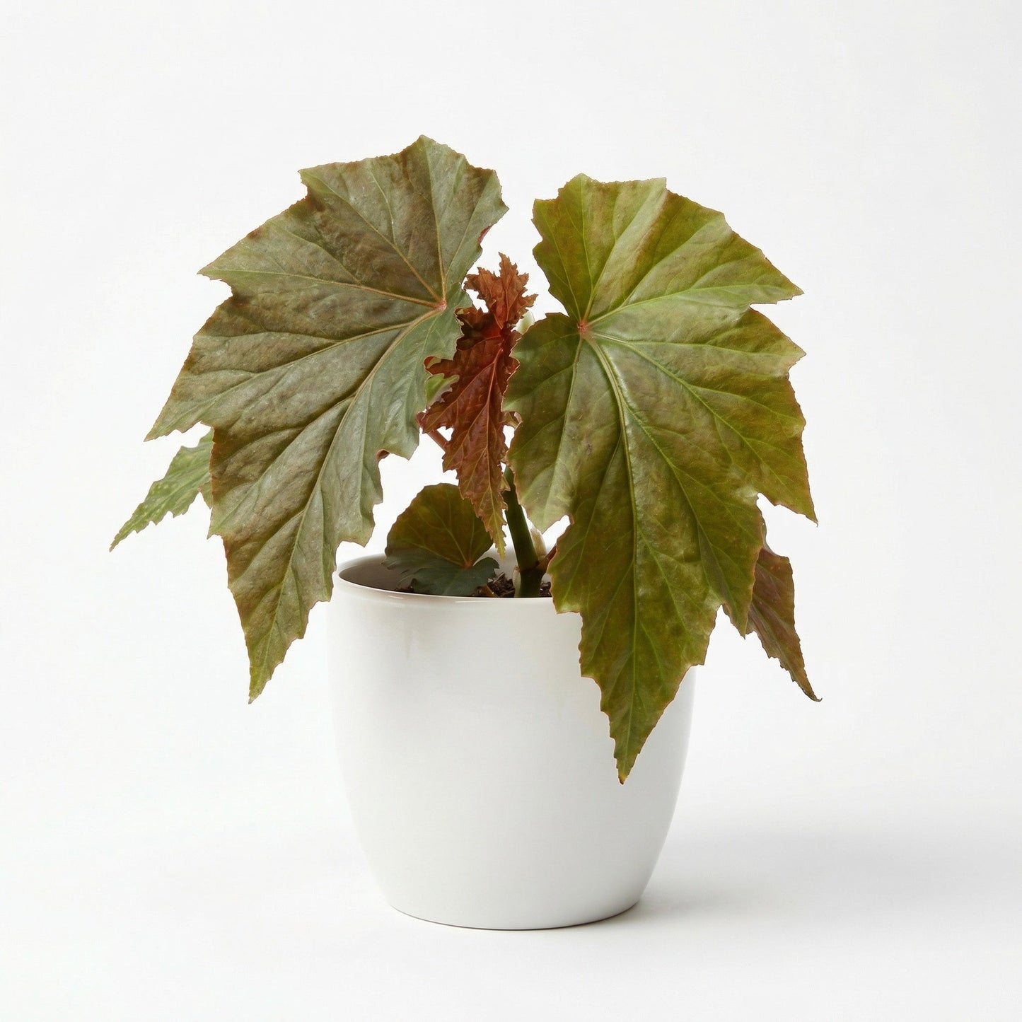 Begonia Irene Nuss