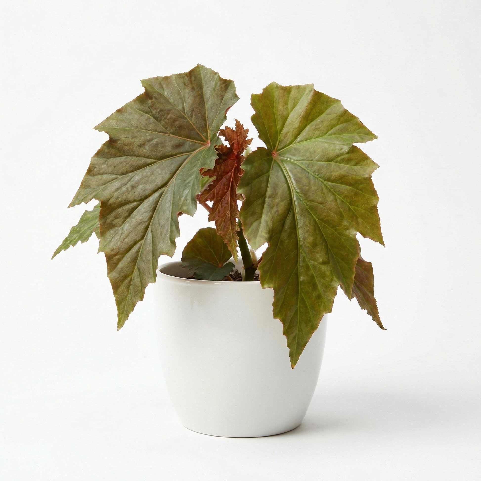 Begonia Irene Nuss