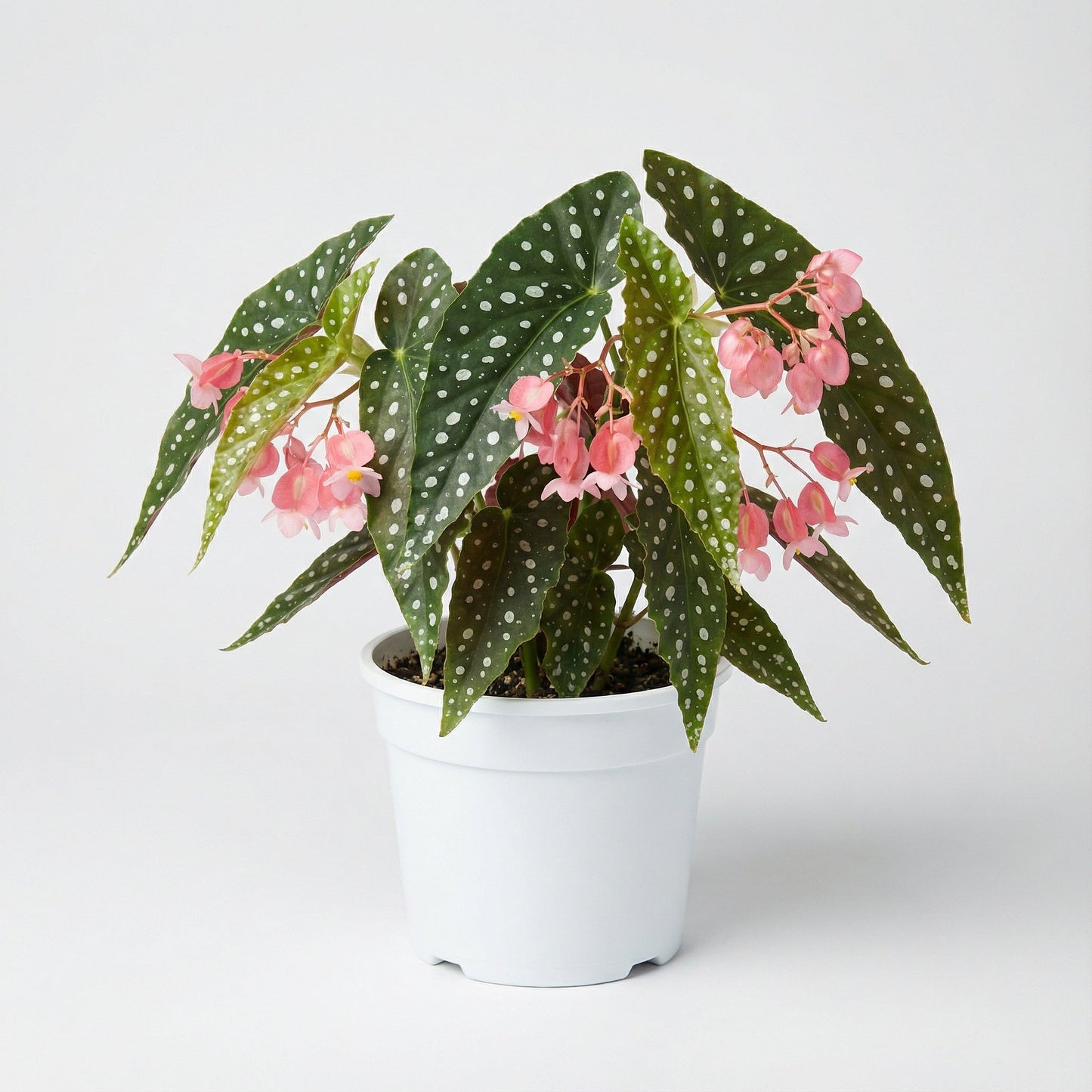 Begonia Maculata