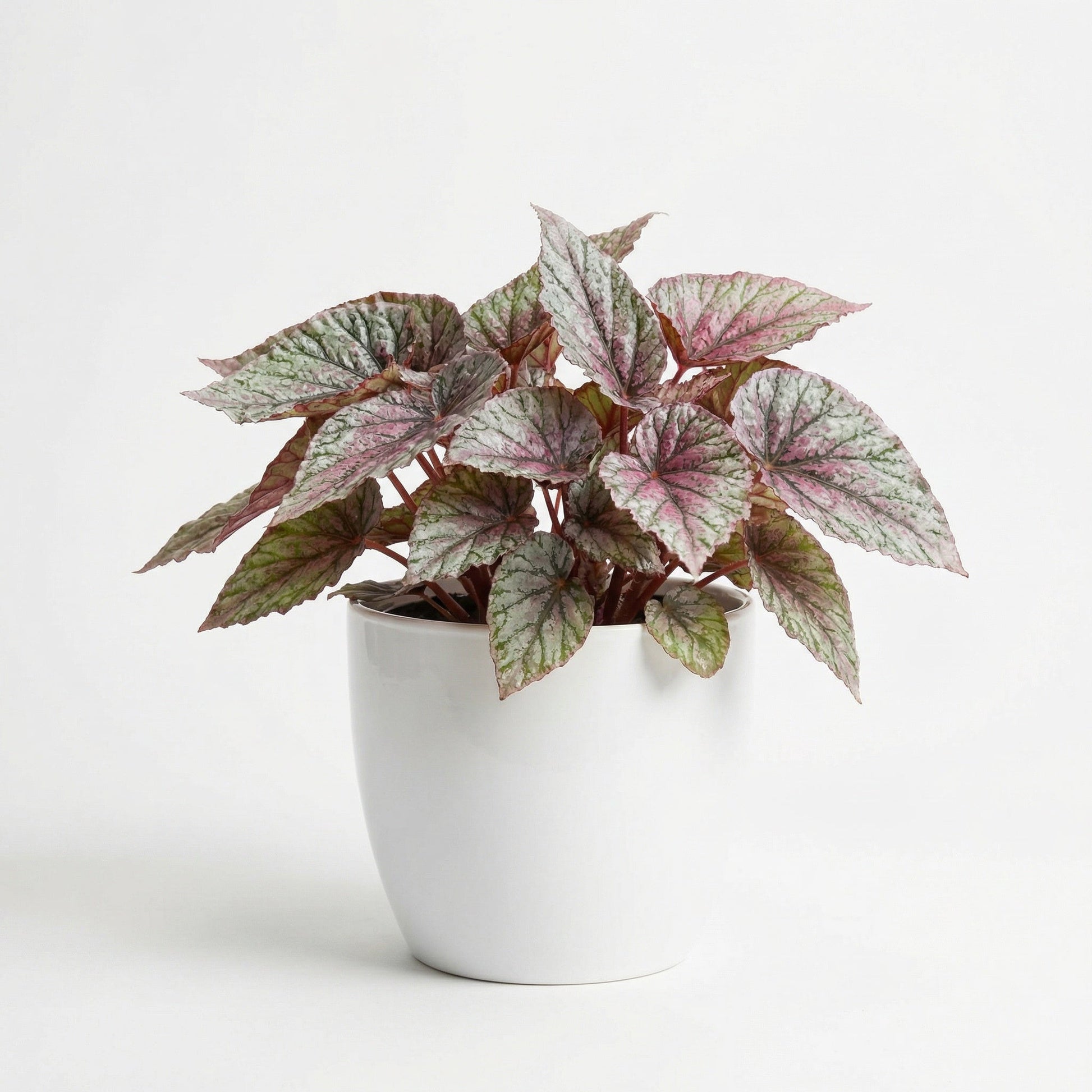 Begonia Maurice Amey