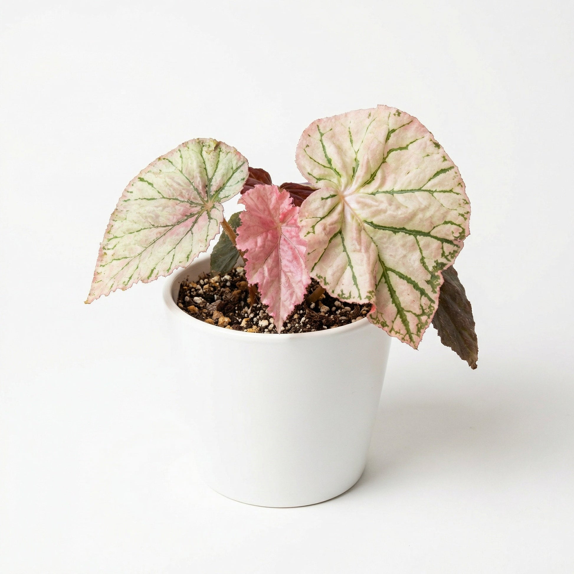 Begonia Midnight Sun
