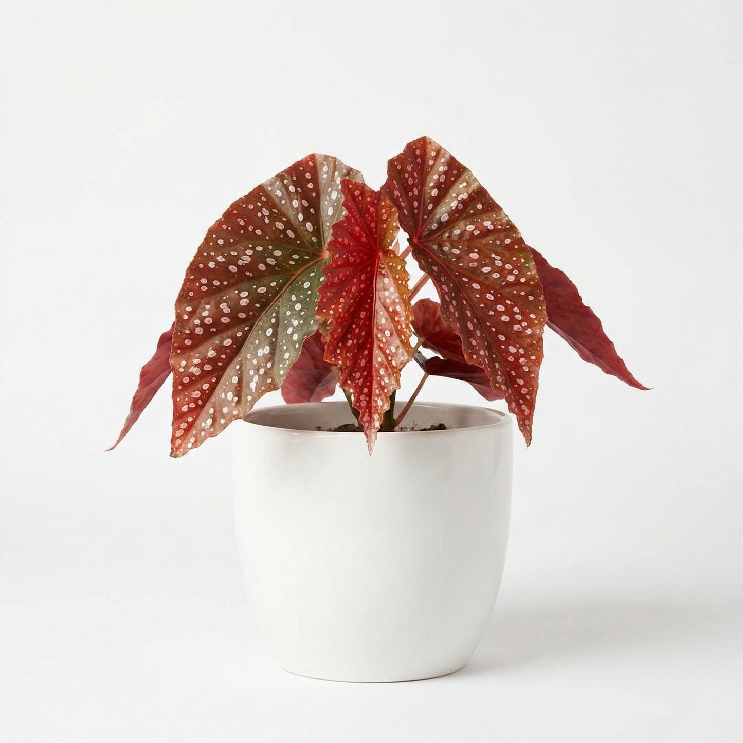 Begonia Palmata d. Don