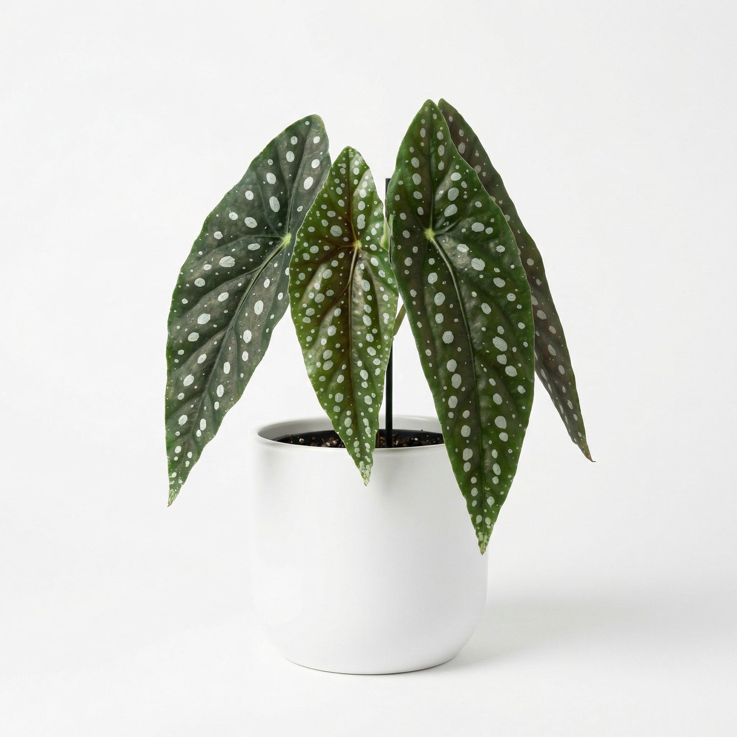 Begonia Sierra Mountain King