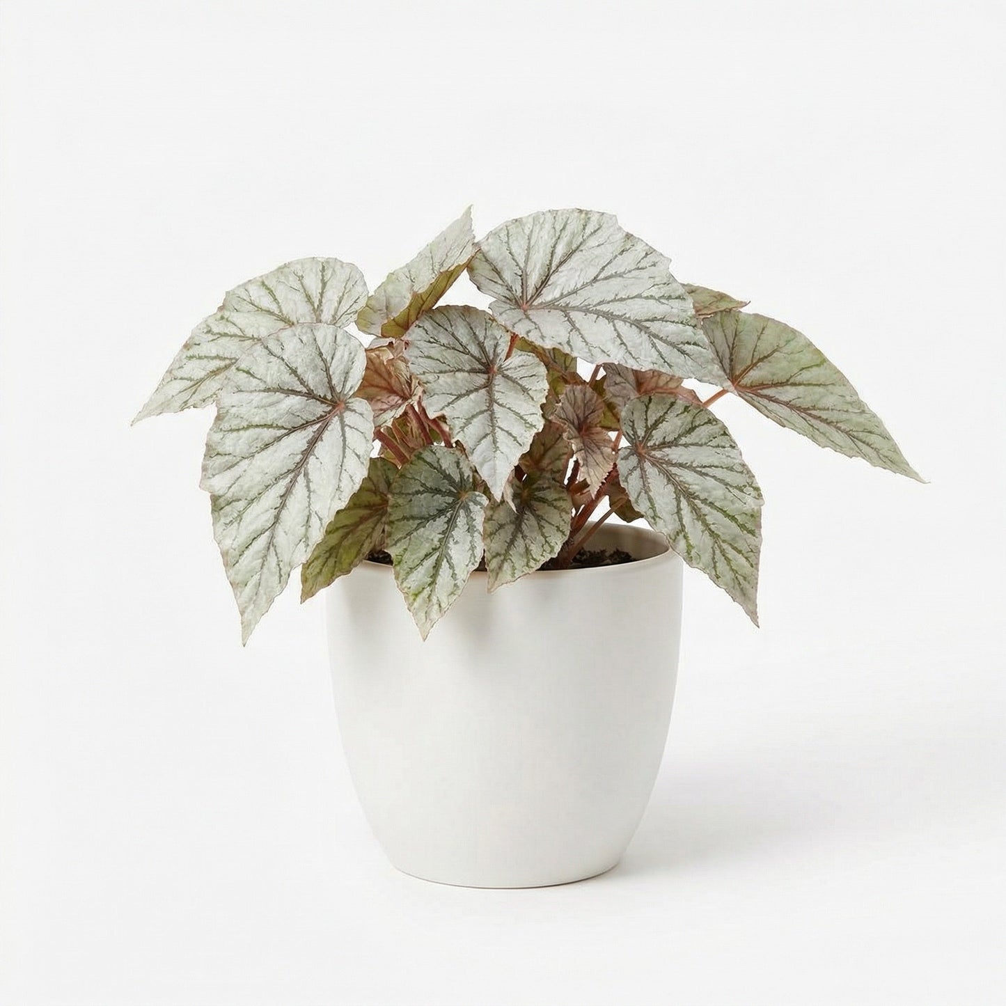 Begonia Snow Capped