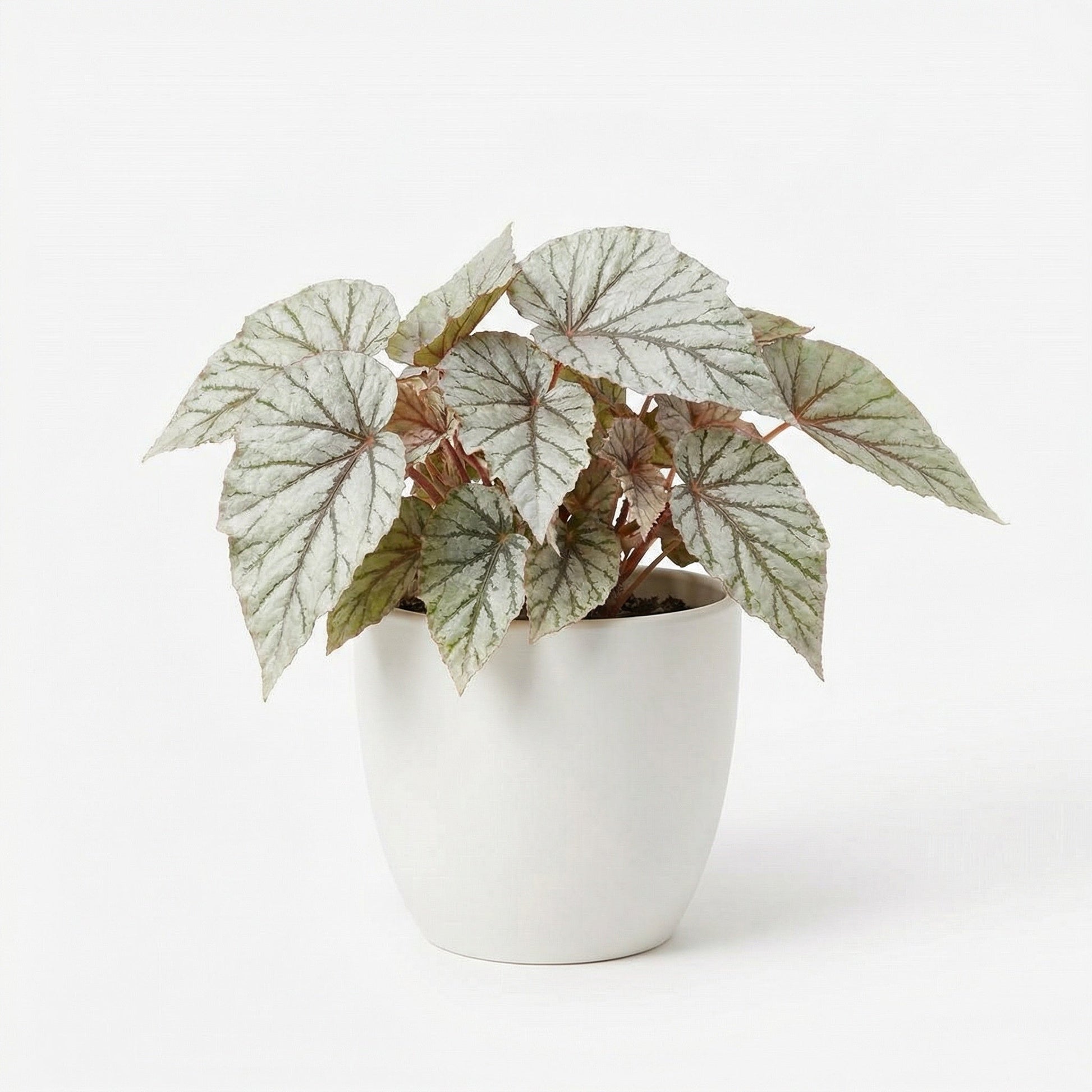 Begonia Snow Capped