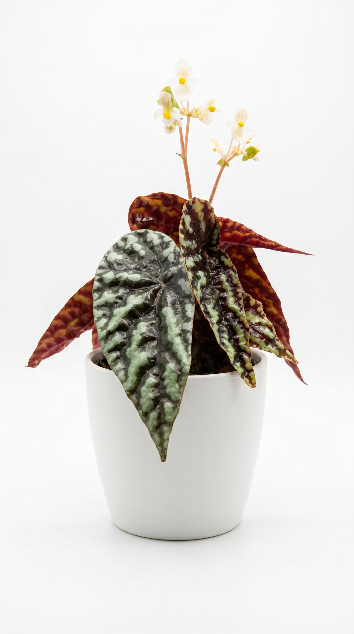 Begonia variabilis sp. ‘Nopphitan’
