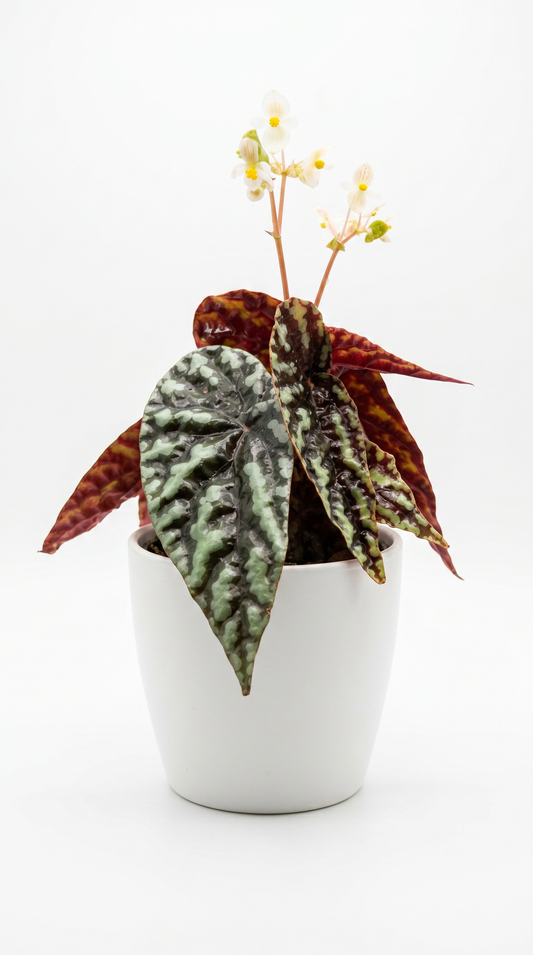 Begonia variabilis sp. ‘Nopphitan’