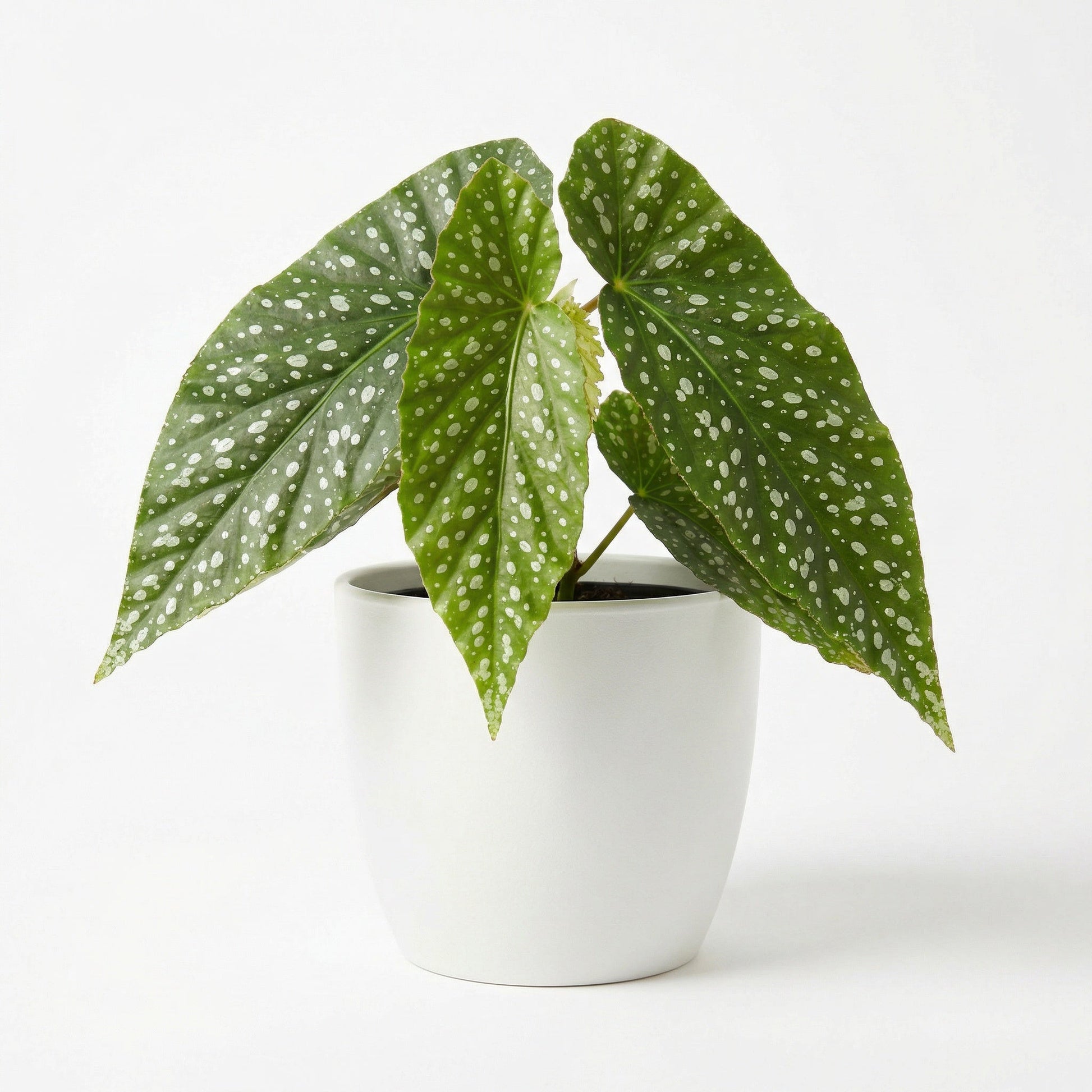 Begonia White Ice
