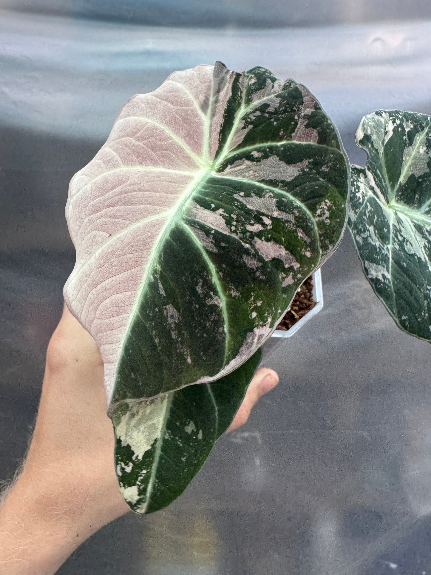 Alocasia reginula 'Black Velvet' Albo (PINK)