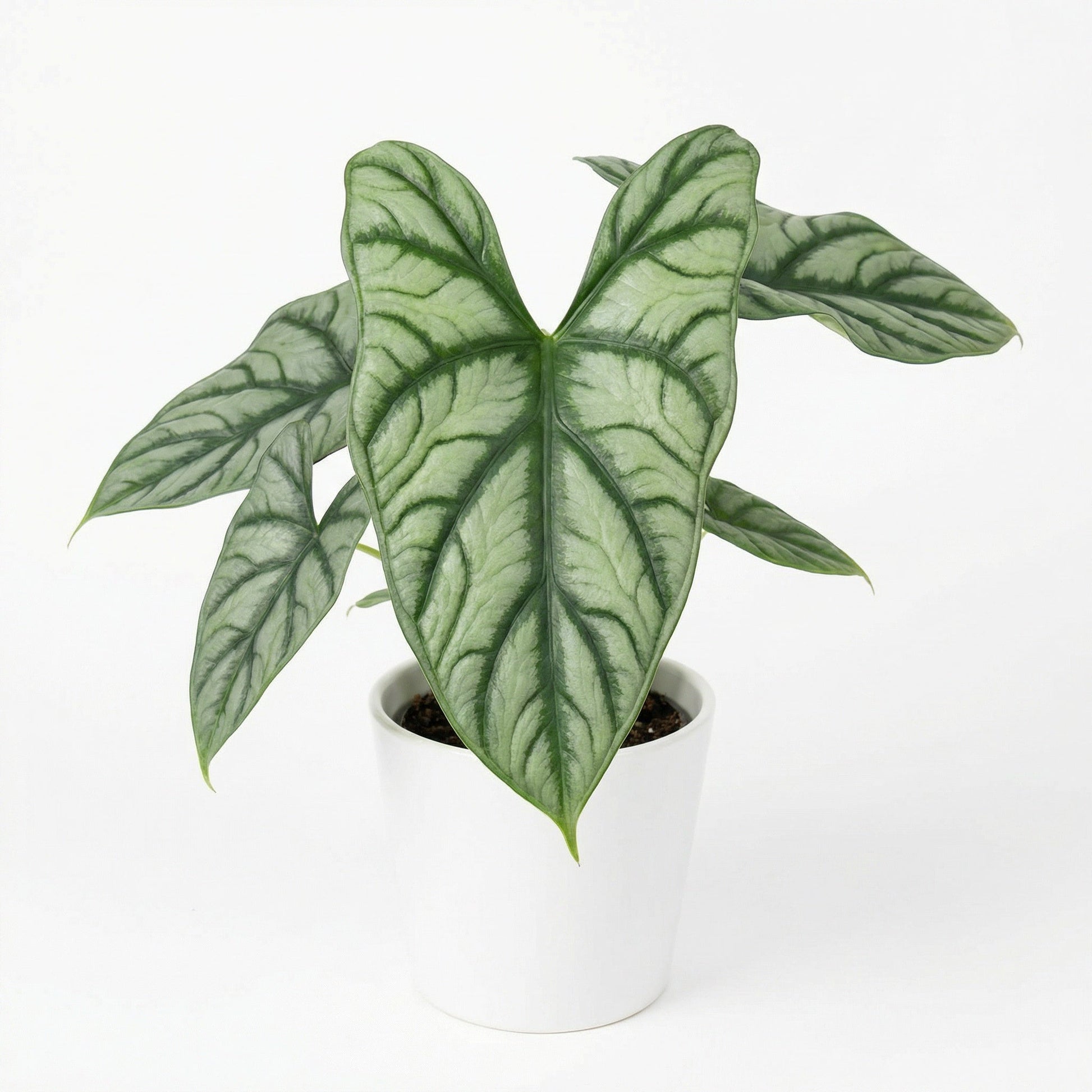 Exotic tropical Aroid - exotic tropical Aroid plant