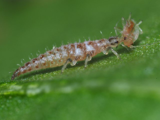 Lacewing larva (Chrysoperla)