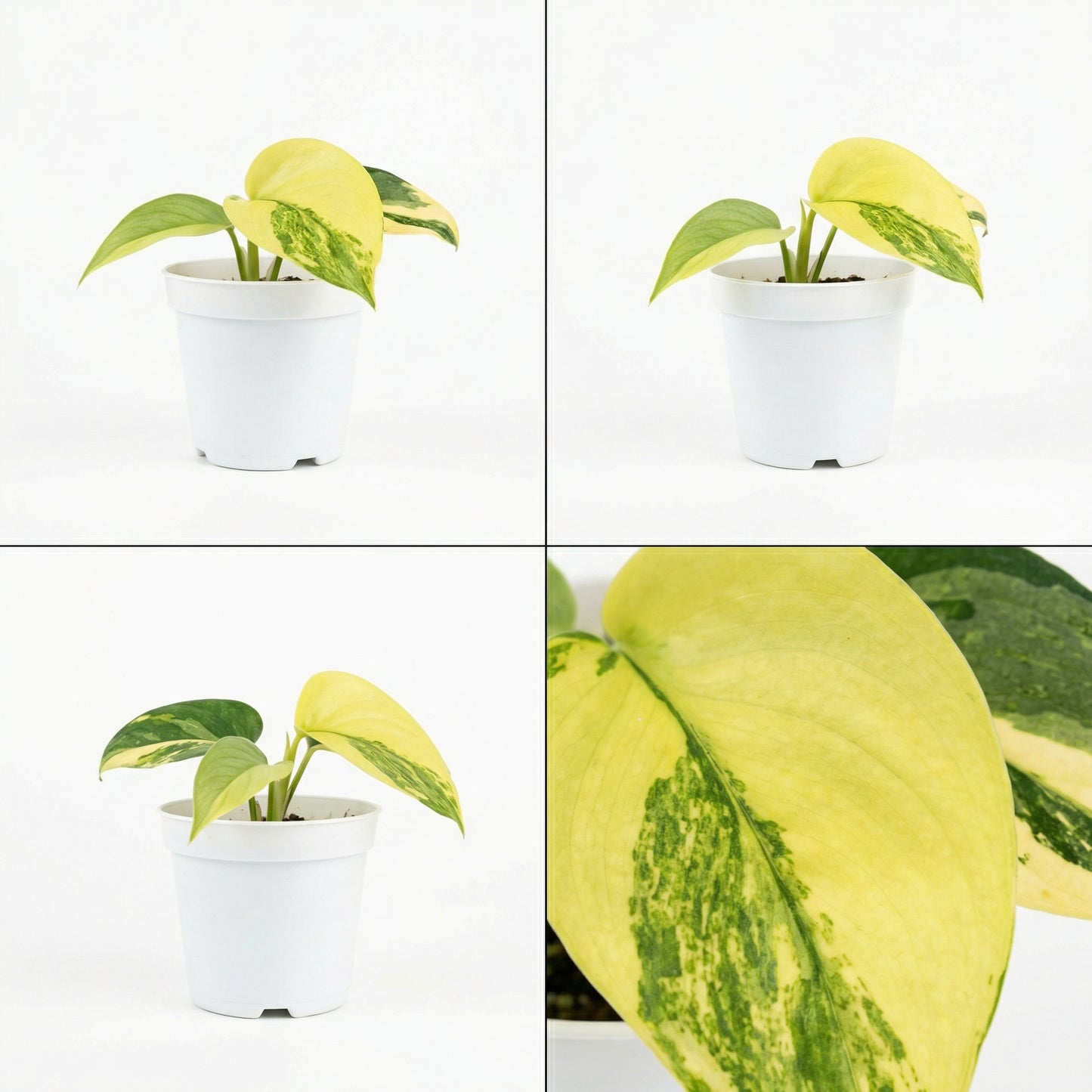 Scindapsus pictus Variegata - Preorder