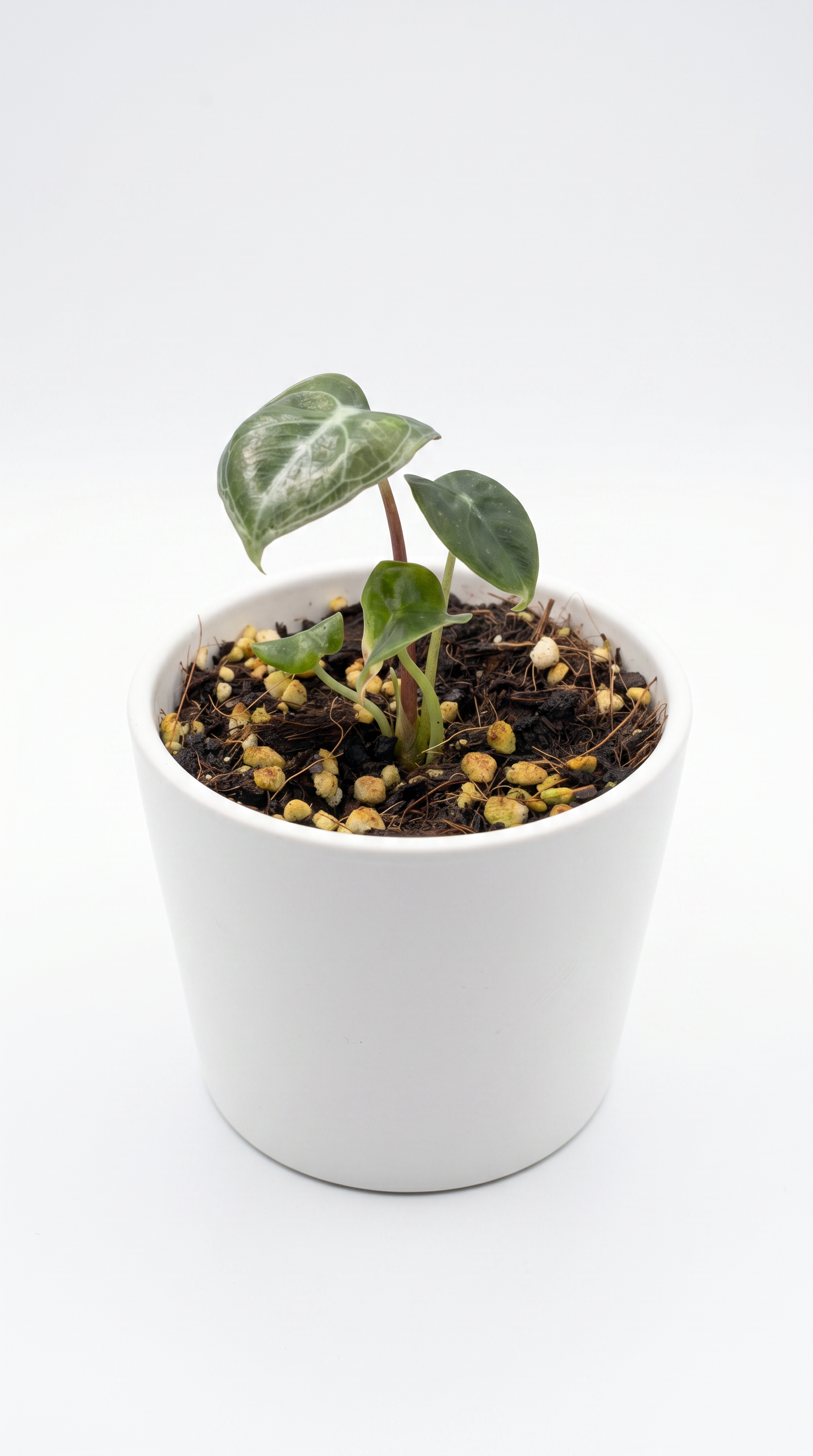 Alocasia watsoniana Red Vein