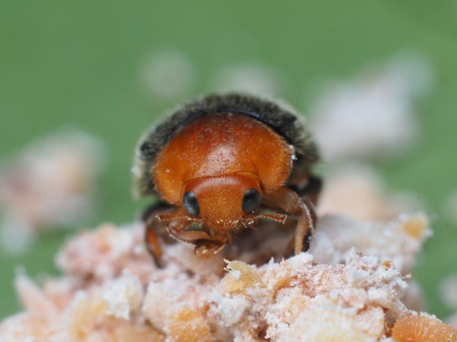 Cryptolaemus mealybug ladybird